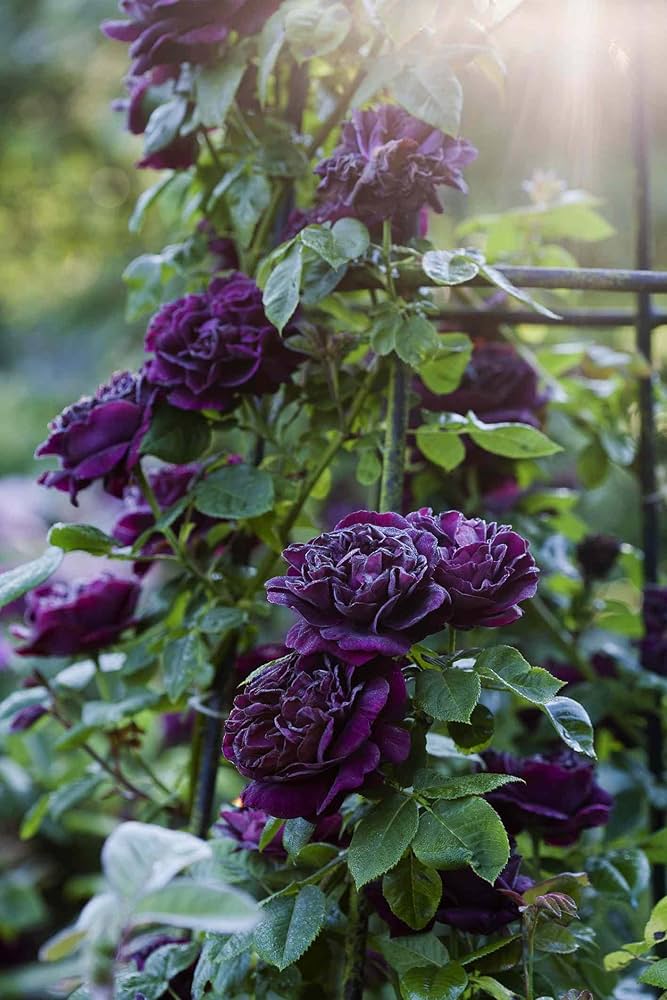 Elegant Climbing Rose Flower Seeds