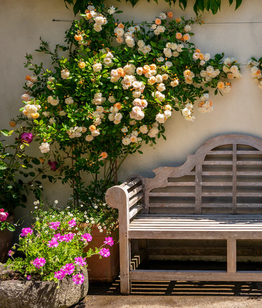 Elegant Climbing Rose Flower Seeds