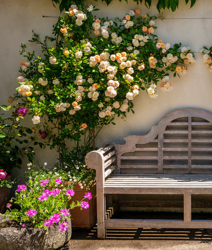 Elegant Climbing Rose Flower Seeds